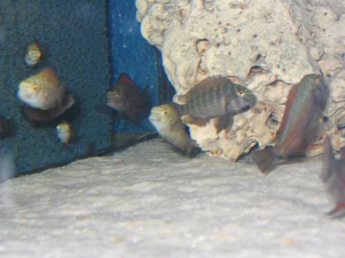 tropheus moorii moliro nachzuchten