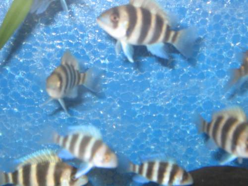 cyphotilapia frontosa burundi nachzuchten