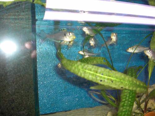 xenotilapia bathypilus kekese