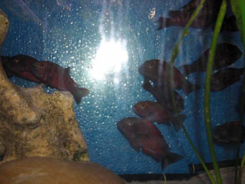 tropheus moorii moliro zuchtgruppe