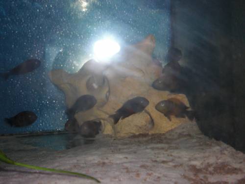 tropheus moorii kiriza