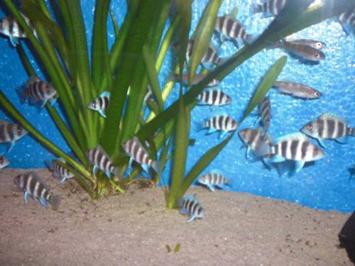 cyphotilapia frontosa burundi nachzuchten
