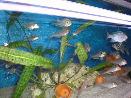 xenotilapia bathypilus kekese