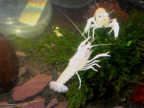 procambarus clarkii krebse