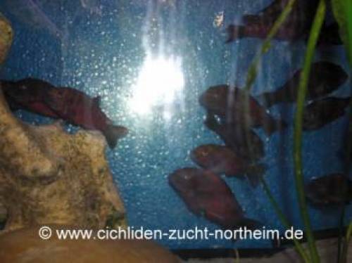 tropheus moorii moliro nachzuchten