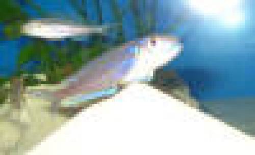 xenotilapia bathyphilus sambia