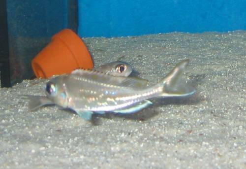 xenotilapia ornatipinnis zuchtgruppe