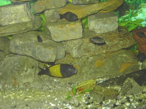 tropheus moori ikola