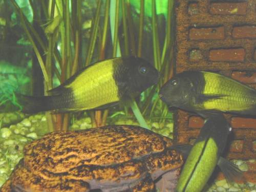 tropheus moori ikola