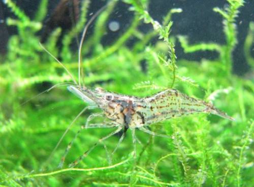 macrobrachium sp aus burma inlesee