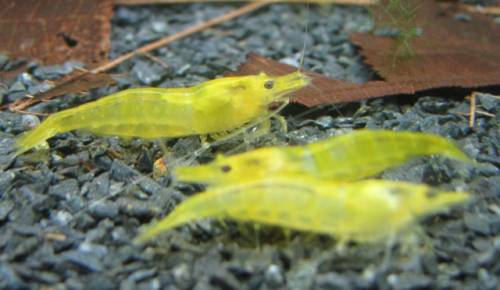 neocaridina heteropoda var yellow