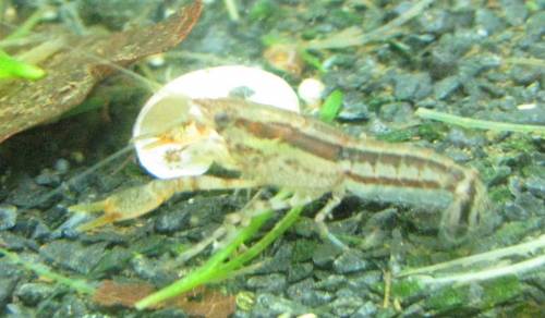 zwergflusskrebs c shufeldtii var gestreift