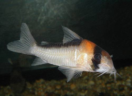 corydoras adolfoi adolfos panzerwels