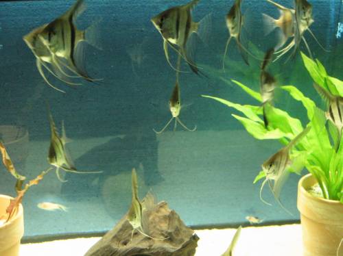 pterophyllum scalare skalare wildfarben ca cm