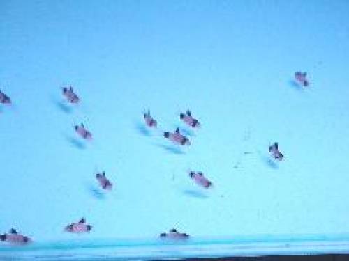 corydoras panda pandapanzerwels