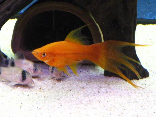 junge drachenschwerttrger xiphophorus helleri