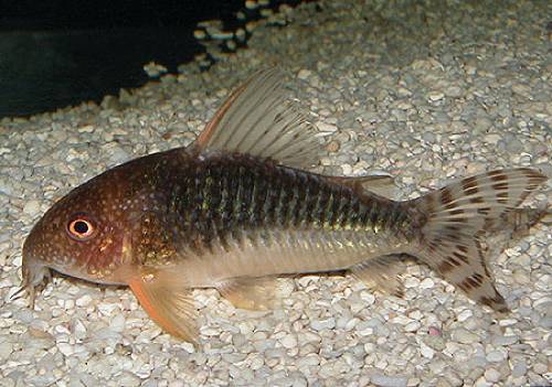 corydoras gossei