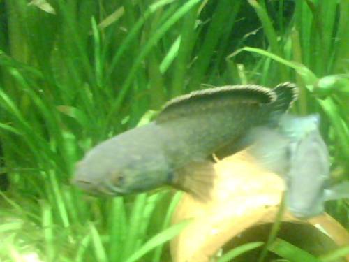  channa gachua schlangenkopffische