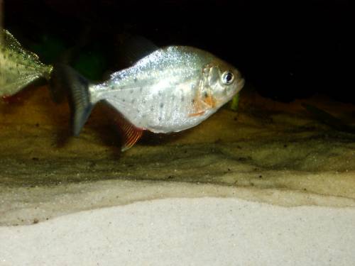  junge rote piranhas abzugeben