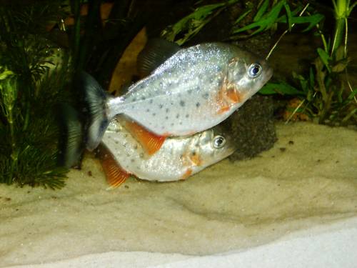 rote piranhas abzugeben
