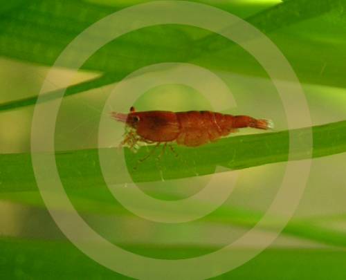 red cherry garnelen versand m�glich