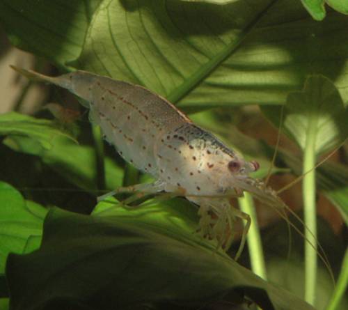 garnelen versand m�glich