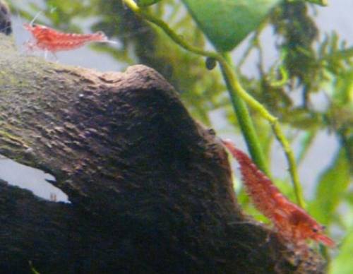 red cherry garnelen versand m�glich