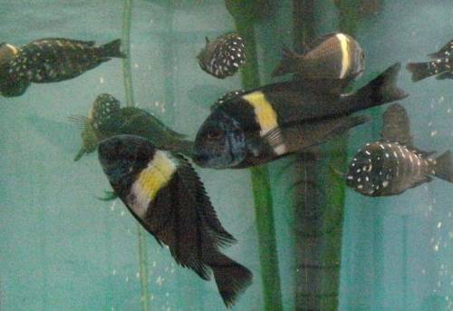 ausgewachsene tropheus duboisi weibchen