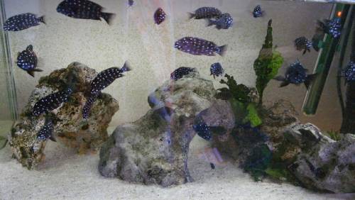 tropheus duboisi maswa