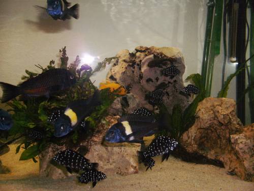 biete tropheus duboisi jungtiere