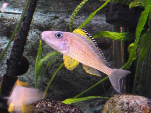 xenotilapia papilio kanoni cichliden tanganjika 