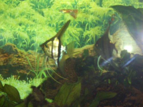  sch�ne gesunde skalare abzugeben