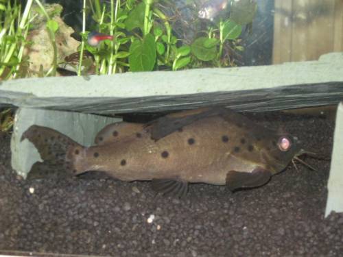 schwarzer fiederbartwels synodontis nigrita ca cm