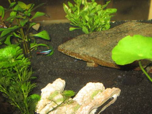  blaue antennenharnischwelse ancistrus dolichopterus