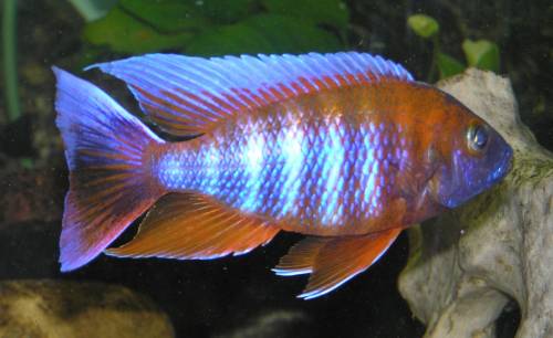 gro�e aus wahl an malawi u tanganjika cichliden