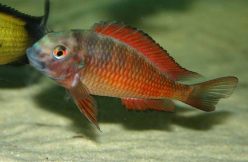 tanganjika barsche tropheus julidochromis eretmodus