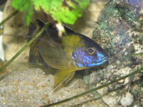 verschiedende arten aulonocara