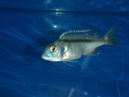 buccochromis spectabilis cm rare