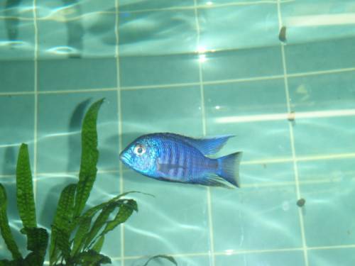 copadichromis azureus cm