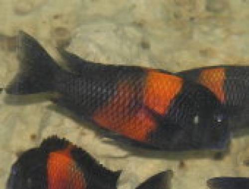 tropheus arten