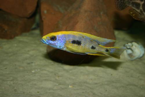 otopharynx litobates