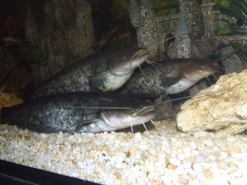 europische welse silurus glanis