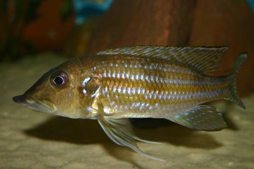 gnathochromis permaxillaris weibchen