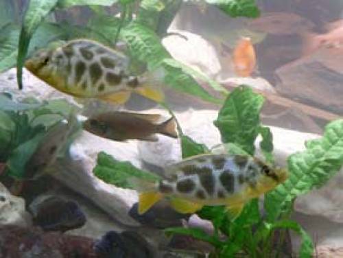  giraffenbuntbarsche nimbochromis venustus malawi