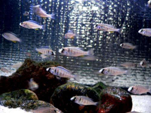 placidochromis elektra