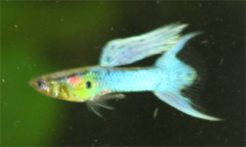 guppy japan blue doppelschwert