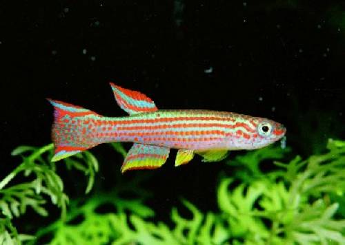 gestreifter prachtkrpfling aphyosemion striatum