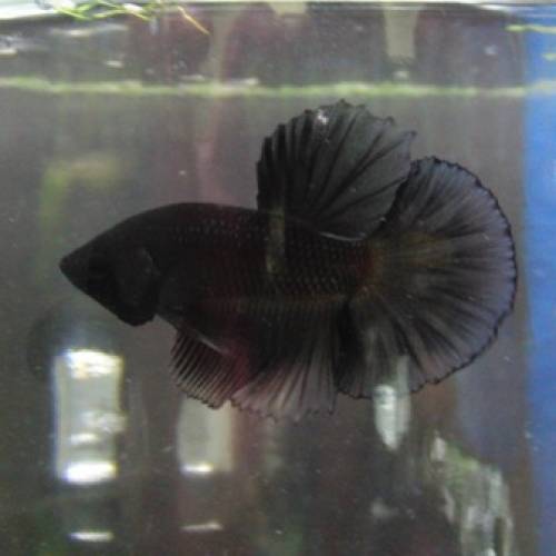 betta spendens hm blau schw paar f nachzucht aus thailand