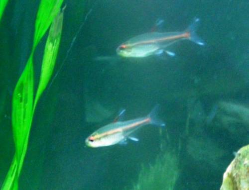 gl�hlichtsalmler hemigrammus erythrozon