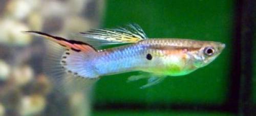 guppy japan blue poecilia reticulata